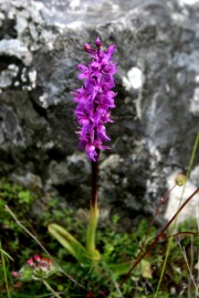 Orchidea selvaggia